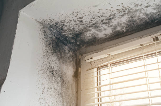 Affordable Bathroom Mold Removal solutions in Bluemont, VA